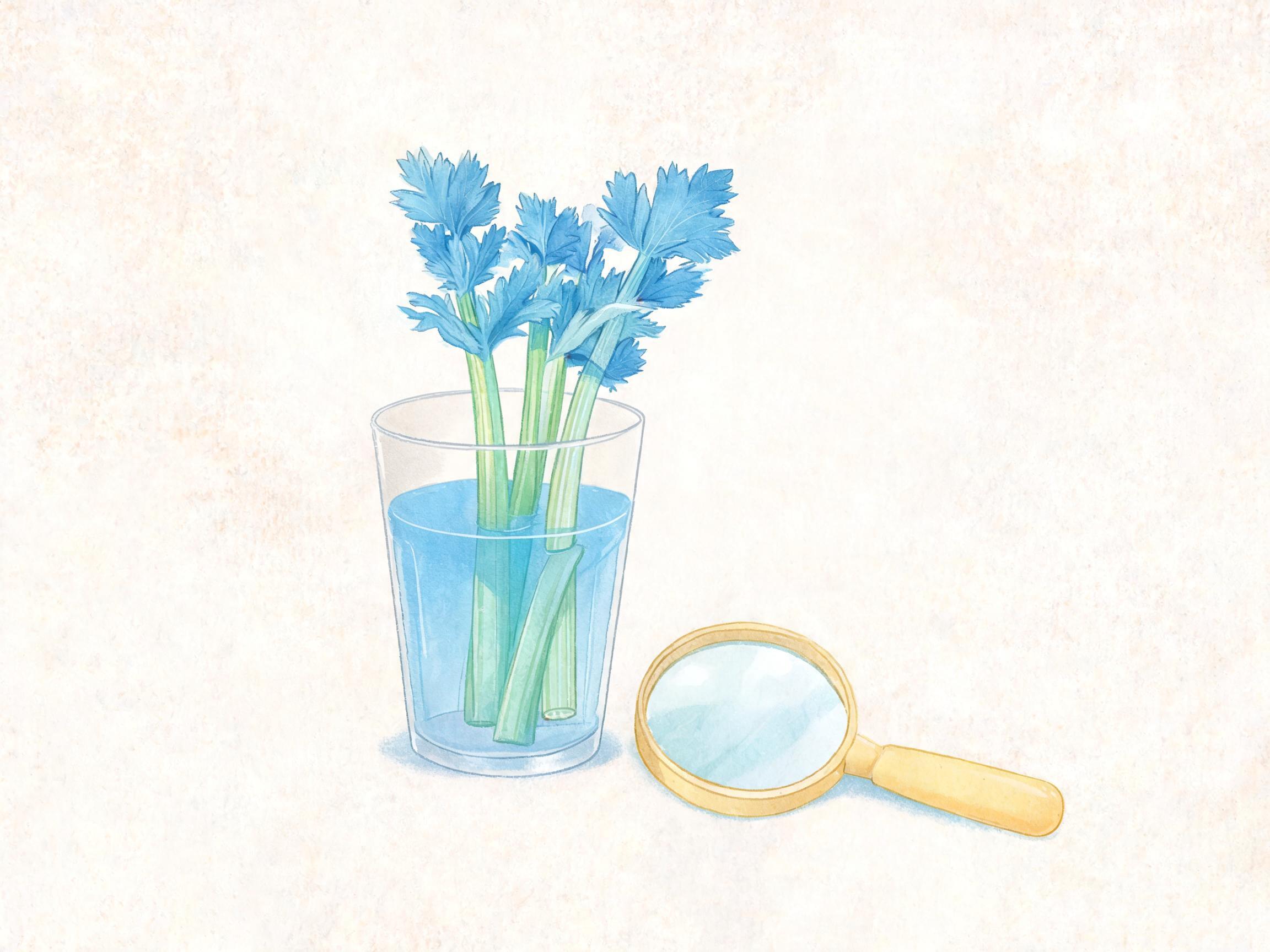 芹菜会变魔术